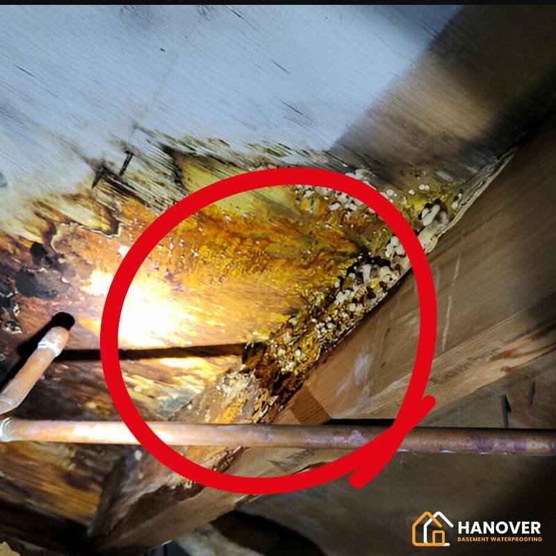 Crawl Space Repair vs. Replacement